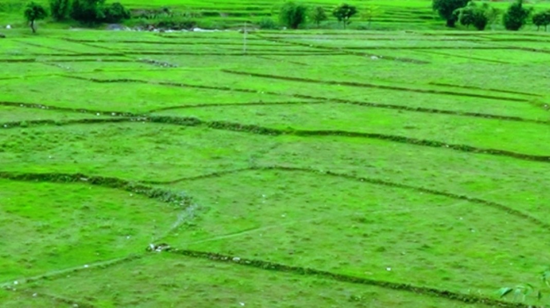 कञ्चनपुरमा बर्सेनि घट्दै खेतीयोग्य जमिन
